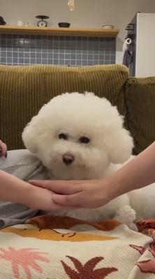 飼い主の手の上に手を乗せる家族