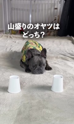 大好きなオヤツが入ってます