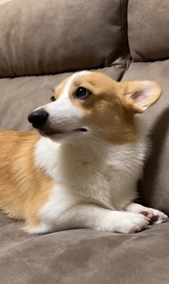 元気がないコーギー