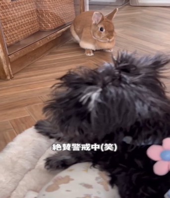警戒するうさぎ1