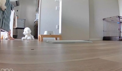 ペットカメラで確認してみた