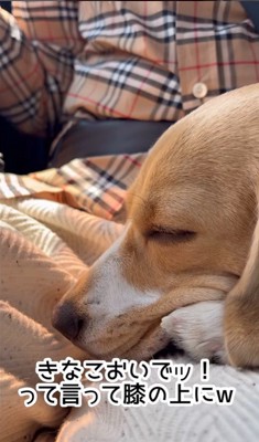 きなこちゃんとお母さん2