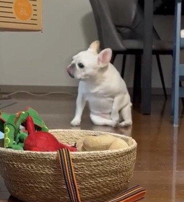 こちらを向く犬