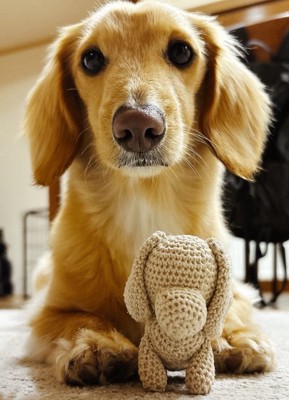 カーペットに伏せるミニチュアダックスフンド(正面)