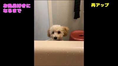 湯船に浸かる飼い主を見つめる犬