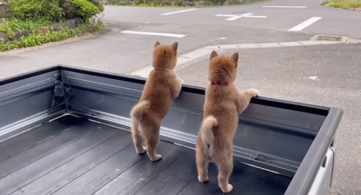 2匹の赤ちゃん犬