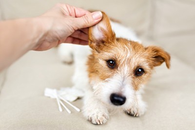 耳掃除をされている犬