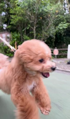 お母さんを見つけた時の福ちゃん＆米ちゃん6