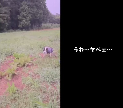 原っぱを駆ける犬