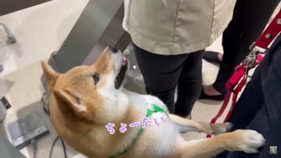 ゴキゲンな様子