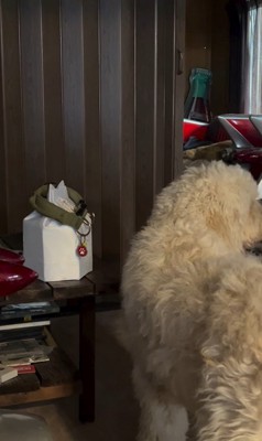 ルークくんをお散歩に誘った時の行動6