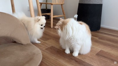 体調不良のレモンさんと優しいポテチくん4