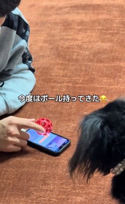 ボールを見つめるるんちゃん