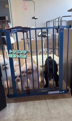 はるちゃん＆なつちゃんのお迎え4