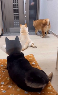 パパに気づいた赤柴さん