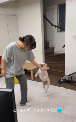 高校生にハイタッチする小型犬