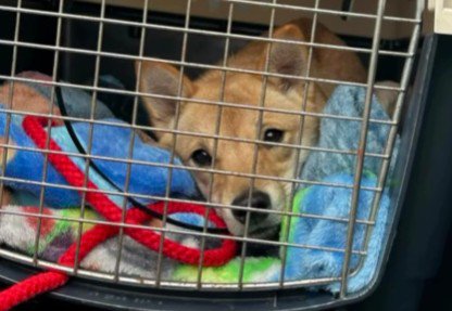 新しい里親さんの元へ