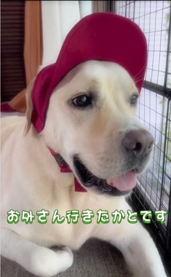 窓の外を見る大型犬