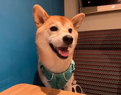 笑顔の柴犬