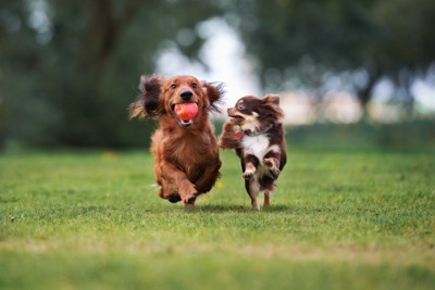 並んで走る2頭の小型犬