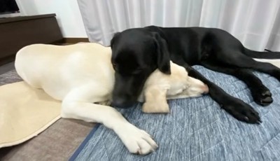 白い犬の頭の上に顔を置く黒い犬