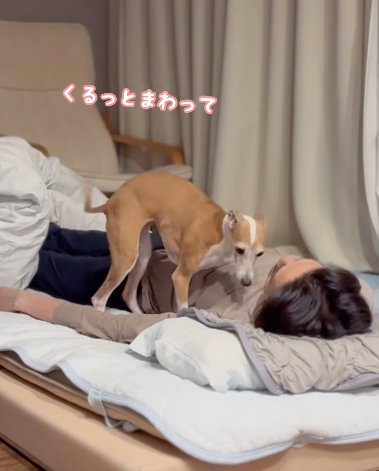 仰向けの男性の横で一回転するイタリアングレーハウンド