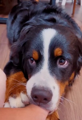 何かを咥えているマロンちゃん