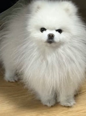 カメラの前に立ってカメラを見つめる犬