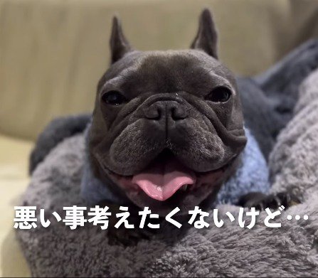 舌を出して息をする犬
