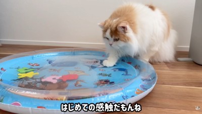 恐る恐るタッチ…!
