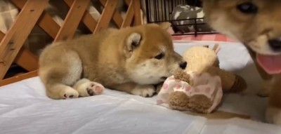 ぬいぐるみに顔を寄せる柴犬の赤ちゃんの横を歩いている柴犬の赤ちゃん