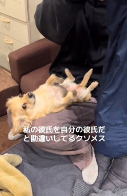 投稿主さんをチラ見するワンコ