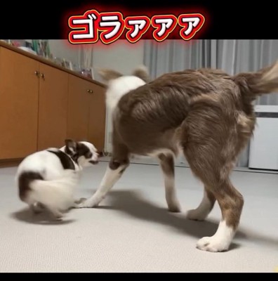 怒られるピエナちゃん