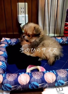 手のひらサイズのつくねくん