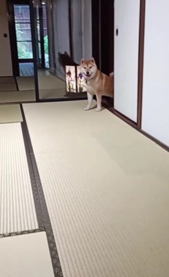これ以上は上がりません