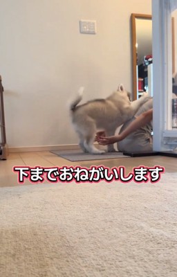 片手を乗せるパウくん