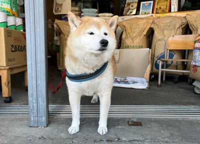 看板犬として愛されている