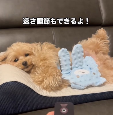目を少し見開く犬
