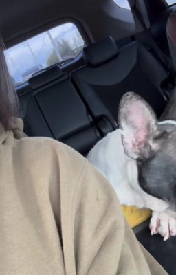 わんことの生活が始まった