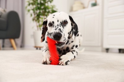 おもちゃで遊ぶ犬