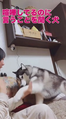 飼い主に「おかわり」をする犬