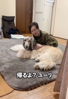 こちらを見つめる大型犬