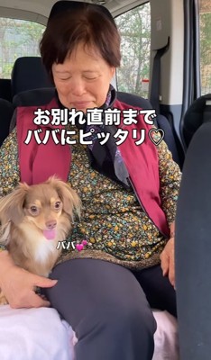 祖母にくっつく小型犬