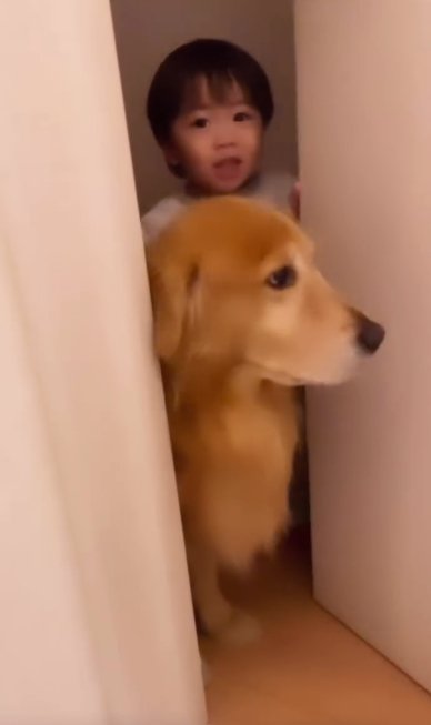 トイレを出入りするゴールデンレトリバーと幼い男の子