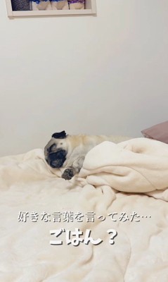 魔法の言葉で飛び起きるももこちゃん4