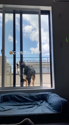 窓の上の方を見つめる犬