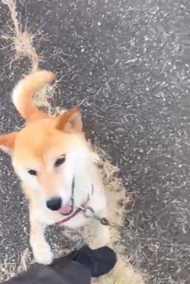 飼い主さんに飛びつくコロくん