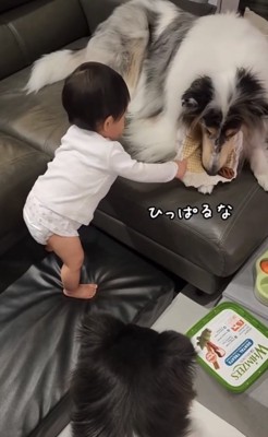 ガムに手を伸ばす赤ちゃん