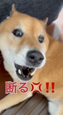 散歩に誘う飼い主に吠える犬