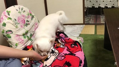 怒りをぶつけるコハクくん4